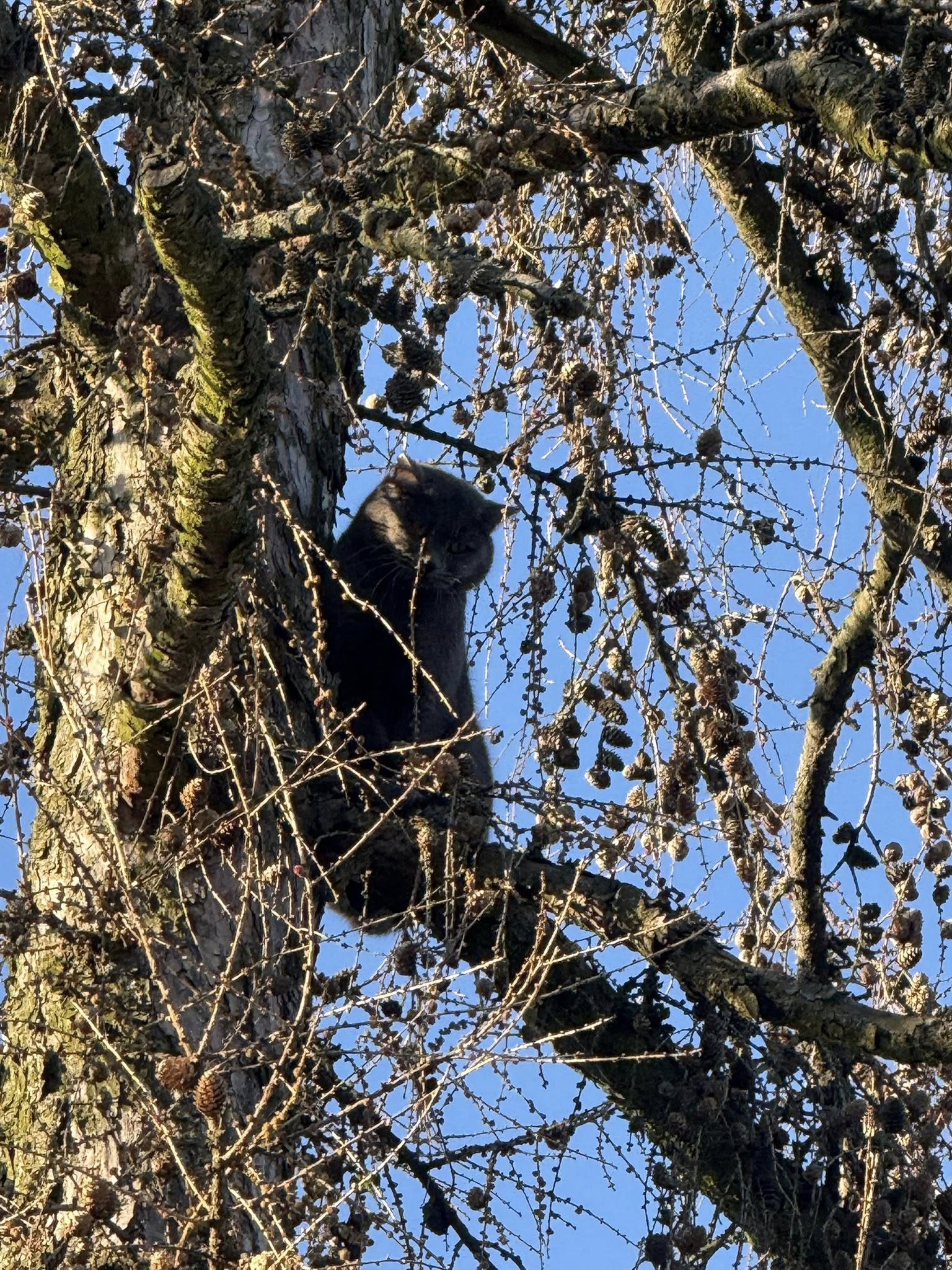 Kolejny kot na drzewie