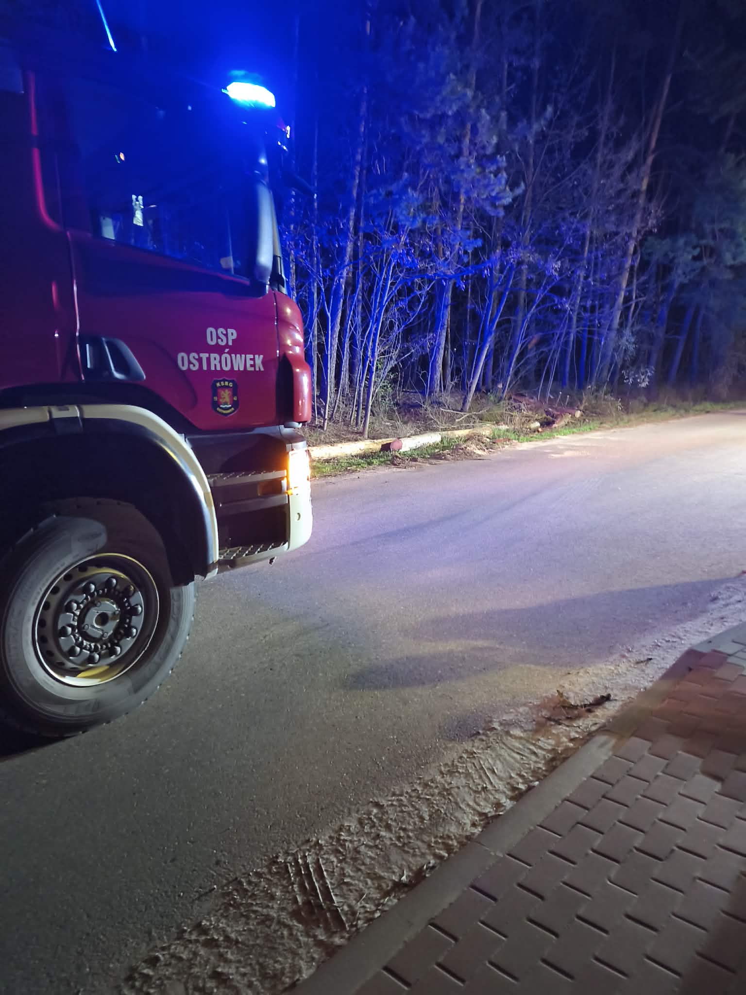 Kolejne powalone drzewo