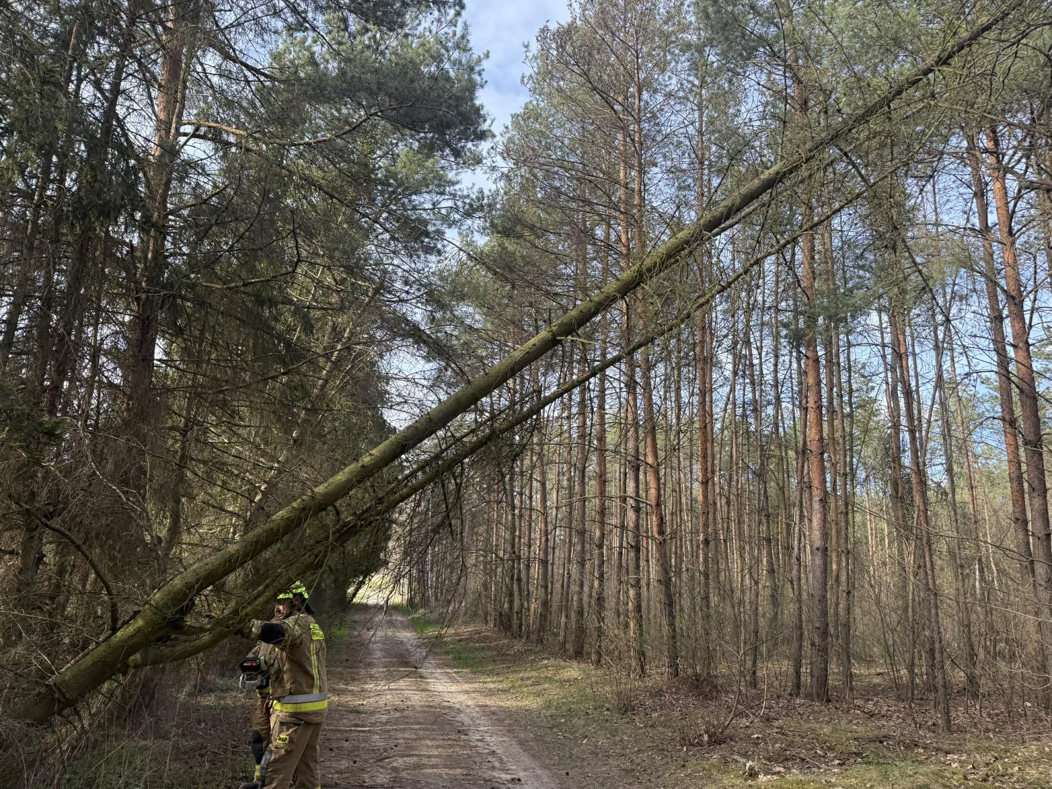Powalone drzewo w Kamienowoli